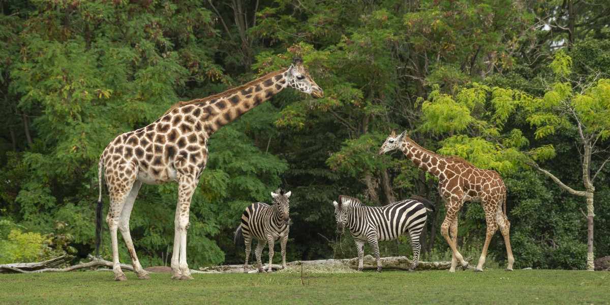 A baby giraffe near its mother with two zebras in a lush green forest, showcasing a peaceful wildlife scene. Wild Animal Comedy: Giraffe and Zebra Shenanigans